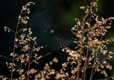 天眼股权穿透图谱可视化展示，多层级企业关联关系网络图，节点清晰标注控股比例